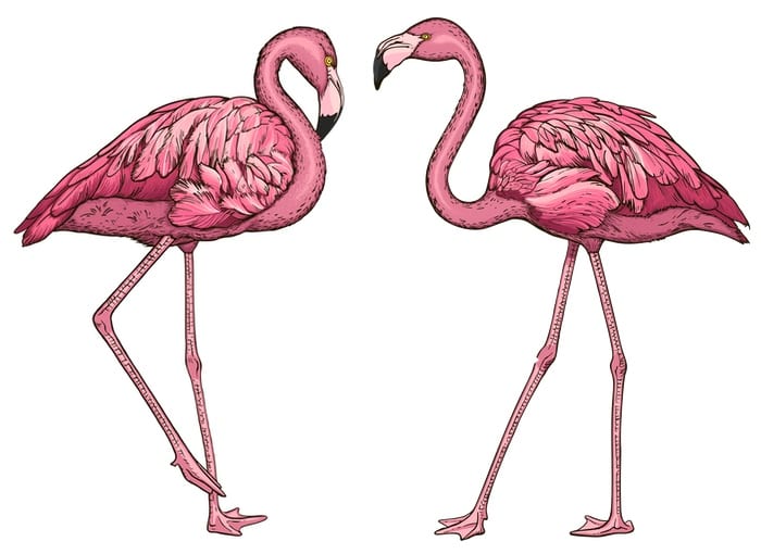 طائر الفلامنغو او النحام الوردي